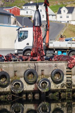 Faroe adalarında balina avcılığı. Pilot balinalar kesiliyor. Liman
