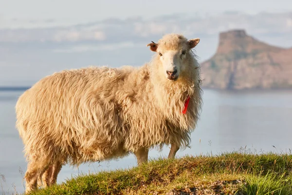 Овцы Скалах Фарерских Островов Береговая Линия — стоковое фото