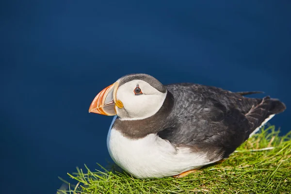 Papageitaucher Den Klippen Von Mykines Und Atlantik Vogelwelt Der Färöer — Stockfoto