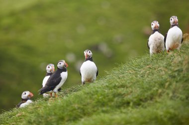 Mykines kayalıklarında ve Atlantik okyanusunda martılar. Faroe Adaları kuş yaşamı