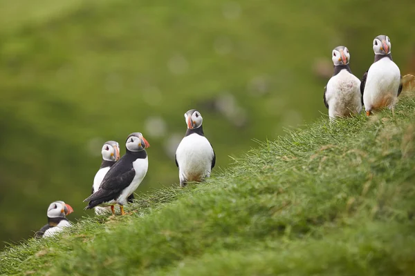 Puffins Mykines Cliffs Atlantic Ocean Inglés Islas Feroe Aves — Foto de Stock