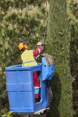 Bahçıvan zincir testere ve vinçle selvi ağacını buduyor.