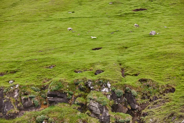 Malowniczy Zielony Krajobraz Wysp Owczych Wypasem Owiec — Zdjęcie stockowe
