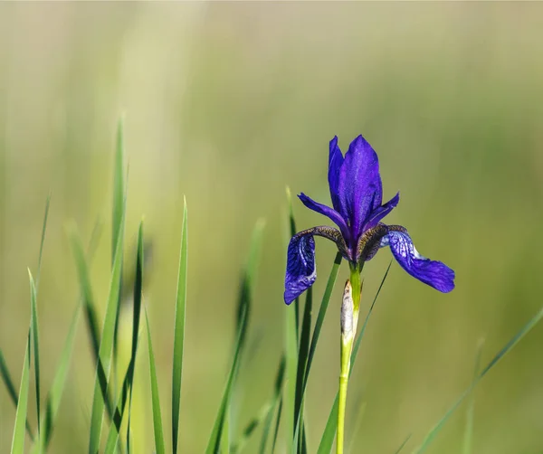 Çayır Iris — Stok fotoğraf