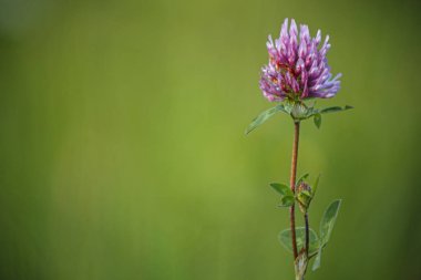 Yonca yeşil arka plan bulanıklık