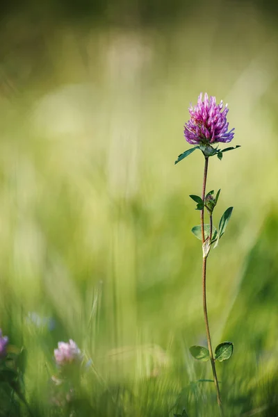 Paarse Klaver Groene Gele Achtergrond Wazig — Stockfoto