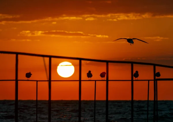 Cinco Gaivotas Sentadas Cais Uma Voando Nascer Sol Colorido — Fotografia de Stock