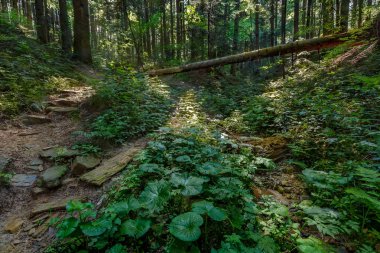 Karpat orman yollarında