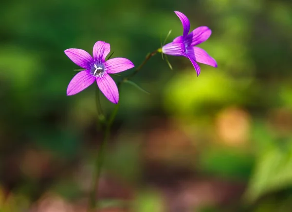 Dwa Bluebells Lesie — Zdjęcie stockowe