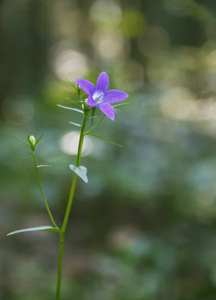 Ormandaki Tek Kır Çiçeği Bluebell — Stok fotoğraf