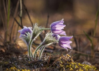 Gün batımında birkaç pasques