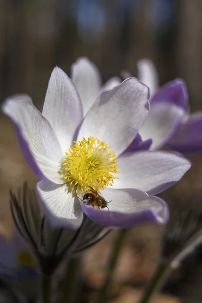 Pasques と花の中に蜂 — ストック写真