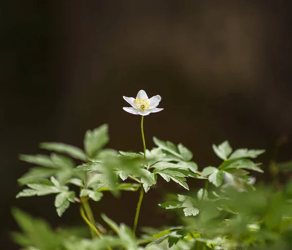 葉の下だけで白 Anemona — ストック写真