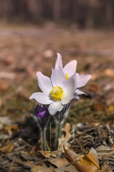 Два Квіти Паски Лайн Бутон Неї — стокове фото