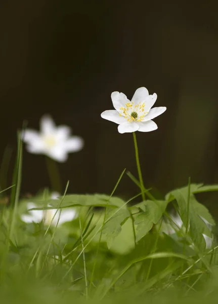 Bloei Anemone Nemorosa Weide Bos — Stockfoto