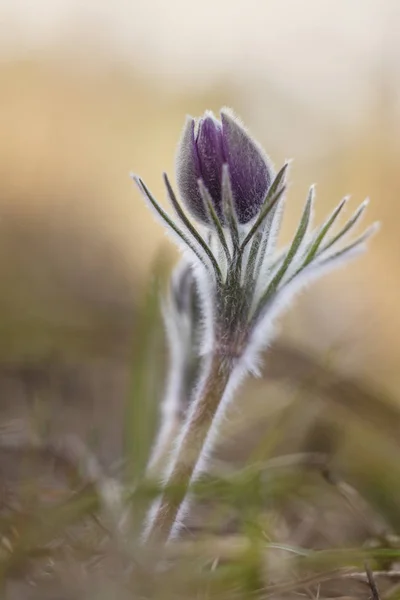 森林牧草地のために オキナグサの花の芽 — ストック写真