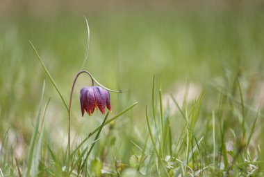 Tek fritillaria melagris ve karıncalar çayırda