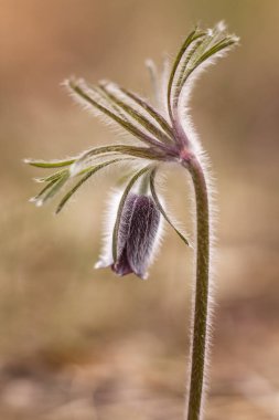 Siyah pulsatilla çiçek tomurcuğu