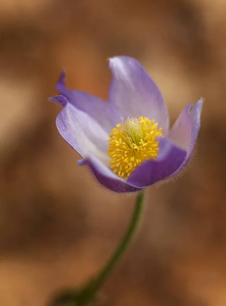 単一の咲くために オキナグサの花 — ストック写真