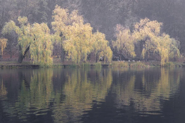 Nebliger Blick Auf Das Seeufer Stadtpark Die Spiegelung Der Herbstbäume — Stockfoto