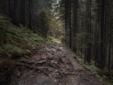 Ormandaki taş ve kökten yol manzarası