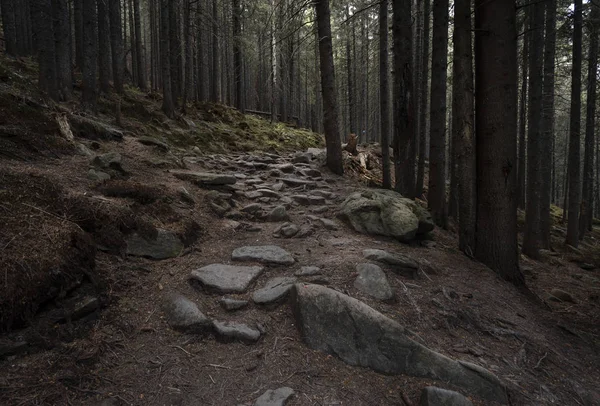 Pad Van Stenen Het Bos — Stockfoto