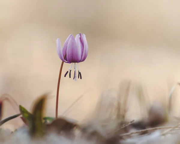最初の春の花の美しい景色 Erithony — ストック写真