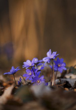 Bir demet anemonun güzel görünümü hepatika; ilk bahar çiçeklerinin dikey arkaplanı