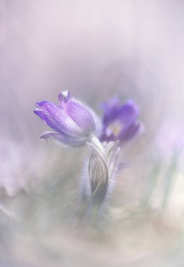 Bulanık arka planda iki güzel geçit; iki ilk bahar çiçeği