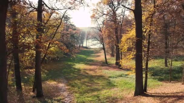 Feuilles flottantes au soleil dans un parc 