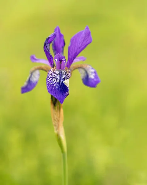 Mavili Yeşil Arka Grubunda Yabani Iris Çiçeği — Stok fotoğraf