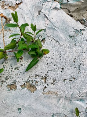 Duvar dokusu liana 'yı bırakır