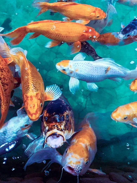 balık akvaryumu dekor suyu