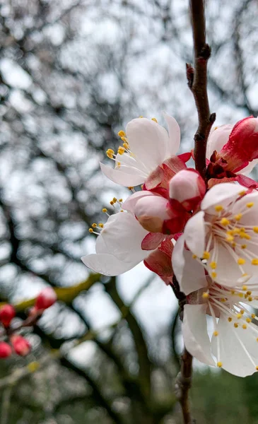 cherry color spring tree