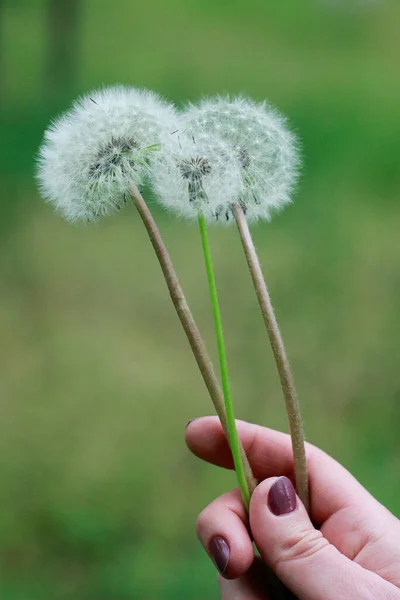 Dandelion Hand Flower Spring — Stock Photo, Image