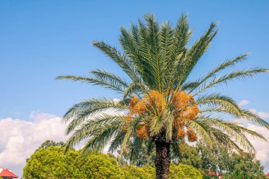 Güneşin altında güzel bir tropikal palmiye ağacı, yakın çekim. Hindistan cevizi palmiyesinin yaprakları ananasa benzer. Mavi gökyüzüne karşı ağaç koruluğu.