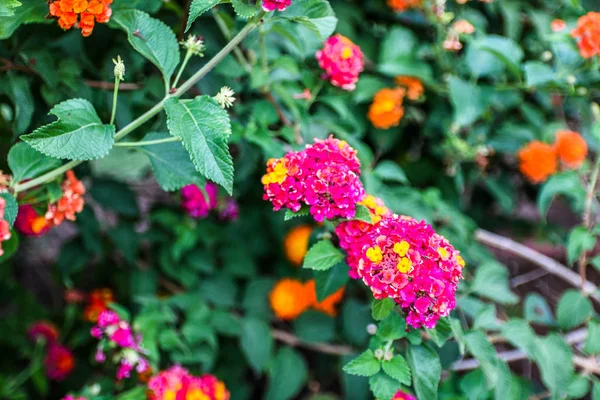 Nahaufnahme schöner lila Blumen im Garten. — Stockfoto