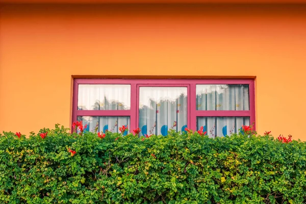 View of a hedge and a red window behind it on a house.