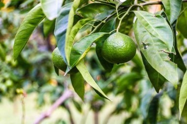 Olgun meyveli Mandarin ağacı. Mandarin portakal ağacı. Mandalina. Taze taze mandallı dallar ve görüntüler. Yumuşak odak