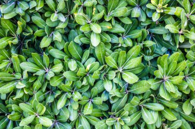 Yeşil yapraklar, küçük yeşil yapraklar, doğal yeşil arkaplan.