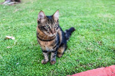 Evsiz çizgili kedi yaz parkında yeşil çimlerde oturuyor ve yürüyor..