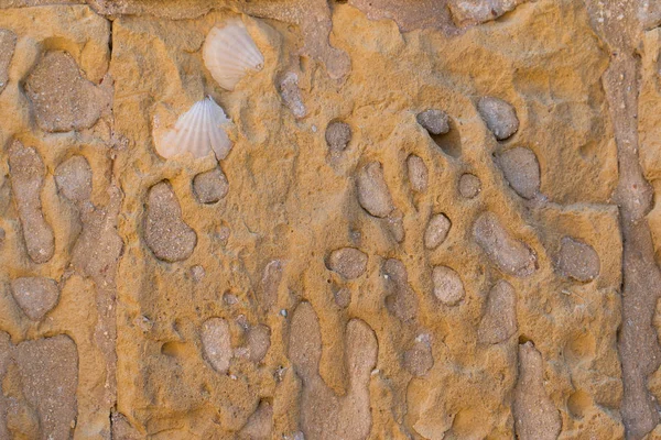 Shell stone texture — Stock Photo, Image