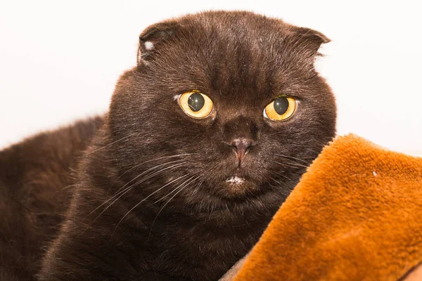 写真には美しいイギリスのシナモンの折り目の猫の肖像画があります — ストック写真