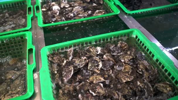 Fechar as ostras frescas nas caixas da quinta de ostras. Restaurante de marisco. Ostras frescas e saborosas . — Vídeo de Stock