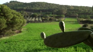 View of a beautiful green field with a vineyard, green hill and forest. Idyllic picture of a countryside. Green cactus in the foreground. Calm and pacification.