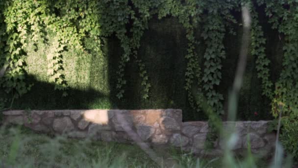 Ragazza con i capelli lunghi in abito di seta nero e cappello nero passeggiando lungo il muro ricoperto di piante. Giornata di sole.. Elegante giovane donna in cappello nero. Moda e bellezza . — Video Stock