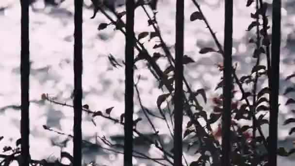 Les ondulations scintillantes de la mer et les branches d'arbres se balançant dans le vent. Vue à travers les bars du balcon. Éblouissement du soleil sur les ondulations de la mer. Calme et pacification. Palette désaturée . — Video