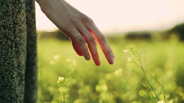 Girl in green dress standing on the field fool of blooming yellow flowers. Closeup to the hands touching flowers. Golden light in idyllic landscape. Fingers touch flowers. — 비디오