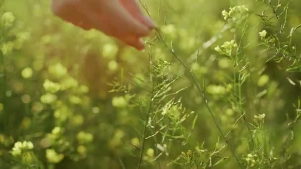Girl in green dress standing on the field fool of blooming yellow flowers. Closeup to the hands touching flowers. Golden light in idyllic landscape. Fingers touch flowers. — Stockvideo