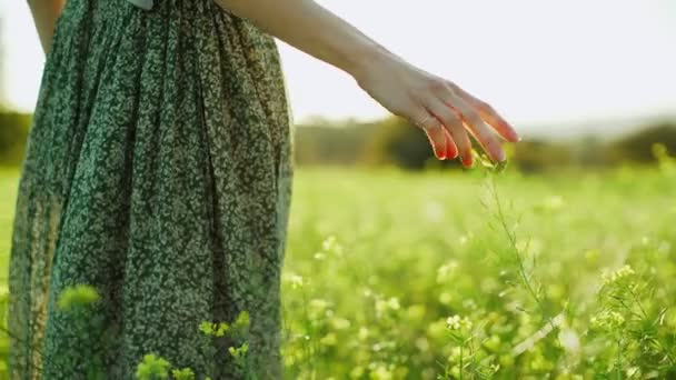 Chica en vestido verde de pie en el campo tonto de flores amarillas florecientes. Mujer de pelo largo admira la vista del hermoso campo. Luz dorada en un paisaje idílico. Los dedos tocan flores . — Vídeo de stock